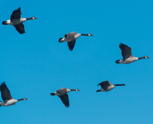 Samen werken in een team